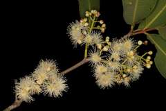 Syzygium salicifolium